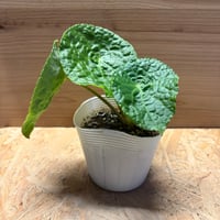 ベゴニア　フートエンシス