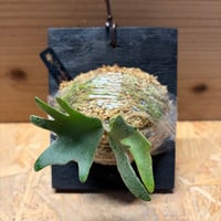 ビカクシダ　'ゴールデンボーイ' スポア