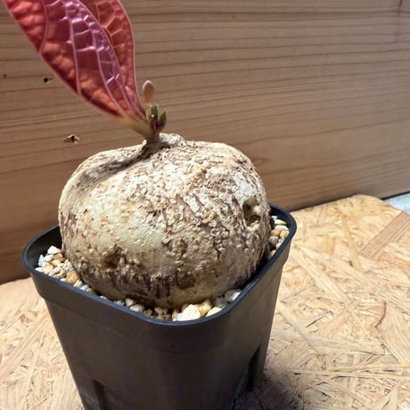 アデニア　オバタ