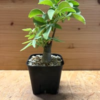 アデニア　グラウカ