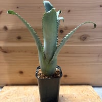 ホヘンベルギア　'オウチ'