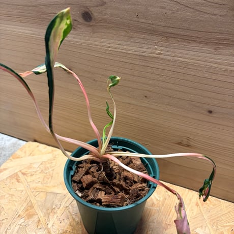 アグラオネマ　'メデューサ'