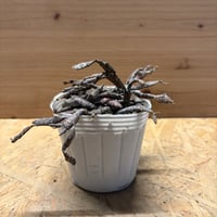 ユーフォルビア　プラティクラダ