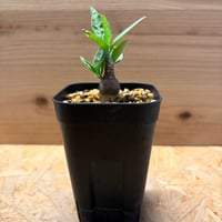 アデニア　ペチュエリー