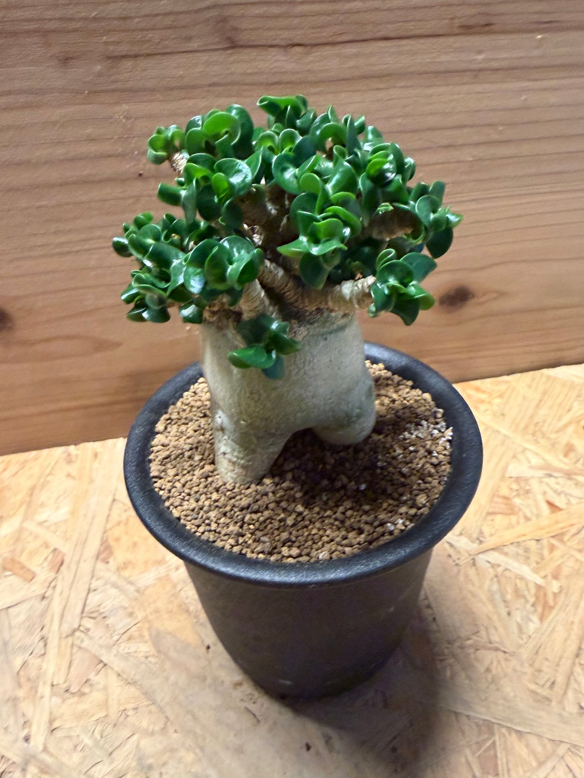 アデニウム　アラビカム　多頭タイプ アデニウム アラビカム '獅子葉' | GREEN LUCK