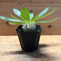 パキポディウム　レウコキサンツム