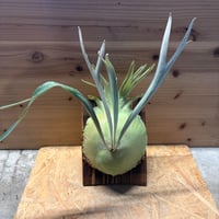 ビカクシダ　'フィンチ'