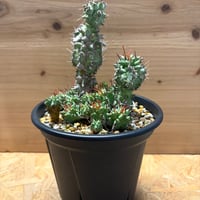 ユーフォルビア　ホリダ　モンストローサ