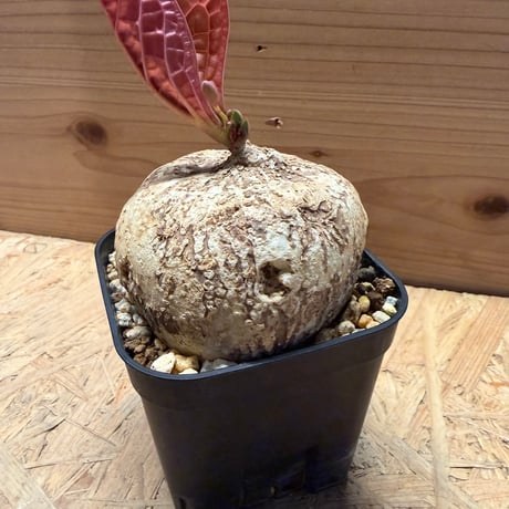 アデニア　オバタ