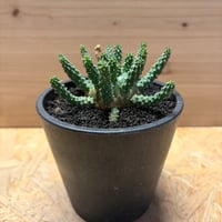 ユーフォルビア　ガムケンシス