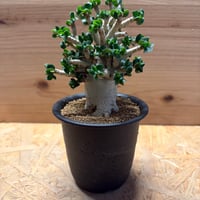 アデニウム　アラビカム　'獅子葉'