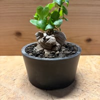 ディオスコレア　エレファンティペス　亀甲竜