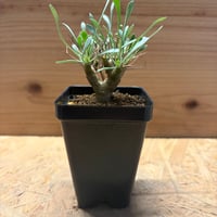 オトンナ　ユーフォルビオイデス