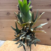 ビカクシダ　'ナノ'