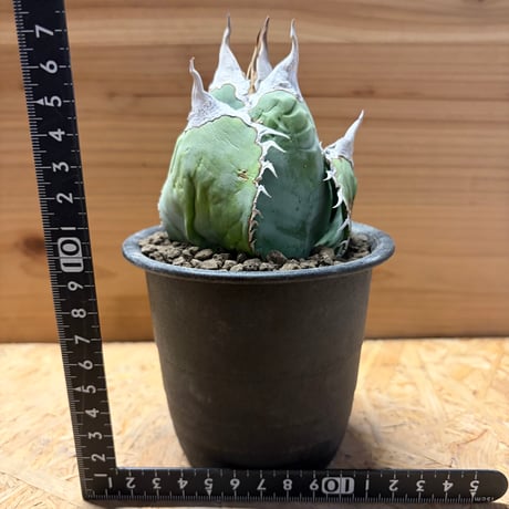 アガベ　オテロイ　オアハカ