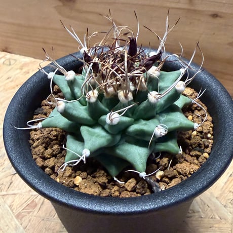 ツルビニカルプス　アロンソイ