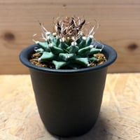 ツルビニカルプス　アロンソイ