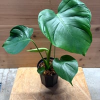 モンステラ　デリシオーサ　'タトゥー'