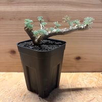 モンソニア　ムルチフィダ