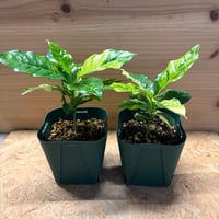 コーヒーの木　斑入り