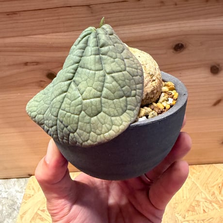 アデニア　オバタ