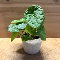 ベゴニア　フートエンシス