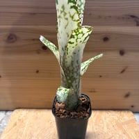 ビルベルギア　'メリーモナーク'