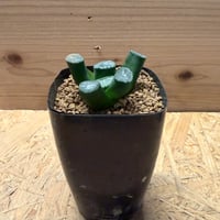 ハオルチア　万象　'紫皇帝'