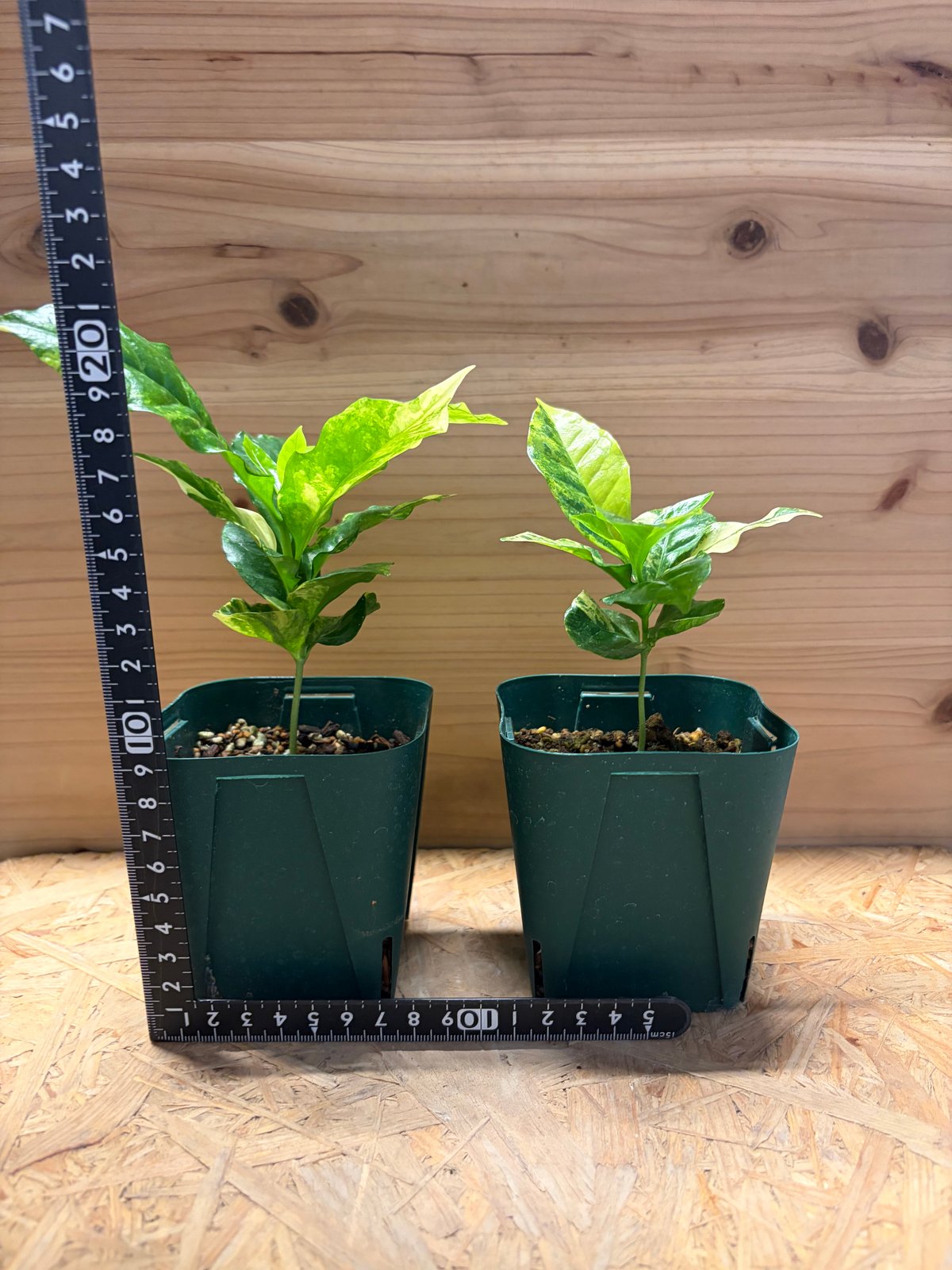コーヒーの木 斑入り | GREEN LUCK