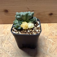 ハオルチア　オブツーサ錦