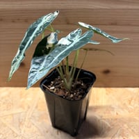 アロカシア　バンビーノ　斑入り