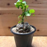 ディオスコレア　エレファンティペス　亀甲竜