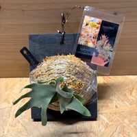 ビカクシダ　ドワーフミックス　スポア