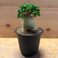 アデニウム　アラビカム　'獅子葉'