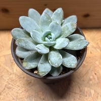 エケベリア　ラウイ