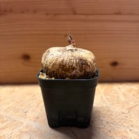 アデニア　オバタ