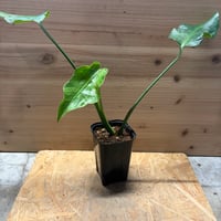 モンステラ　デリシオーサ　'サンダーボルト'