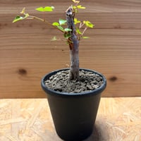 コミフォラ　オルビクラリス