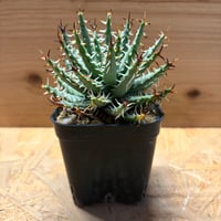 アロエ　エリナケア