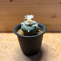 ロフォフォラ　烏羽玉