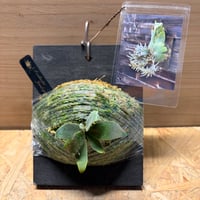 ビカクシダ　'ジェニー' スポア