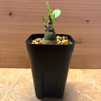 アデニア　ペチュエリー