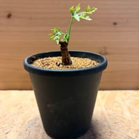 アデニア　ペリエリ