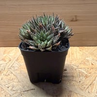 アロエ　ハオルチオイデス