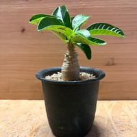 パキポディウム　ウィンゾリー