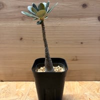 アデニウム　ソコトラナム