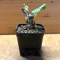 アデニア　アクレアータ