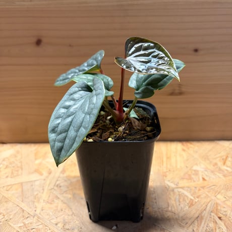 CATEGORY 観葉植物 | GREEN LUCK