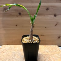 ブーファン　ディスティチャ