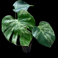 モンステラ　デリシオーサ　'バルバソー'